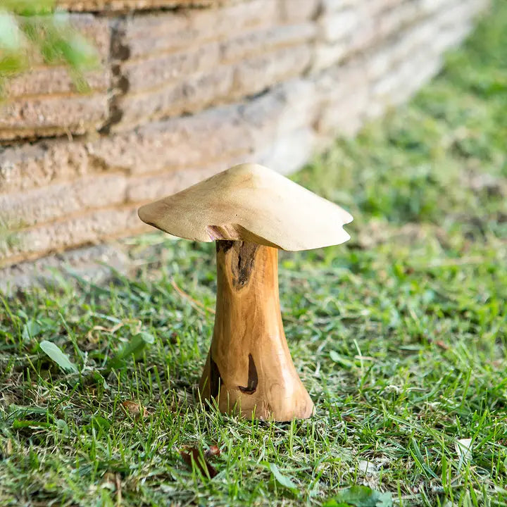 Tea Tree Root Mushrooms