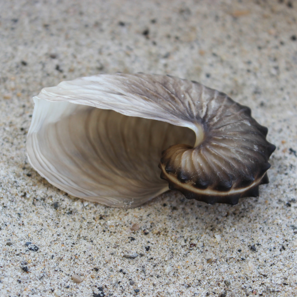 Brown Paper Nautilus 2.5-3"