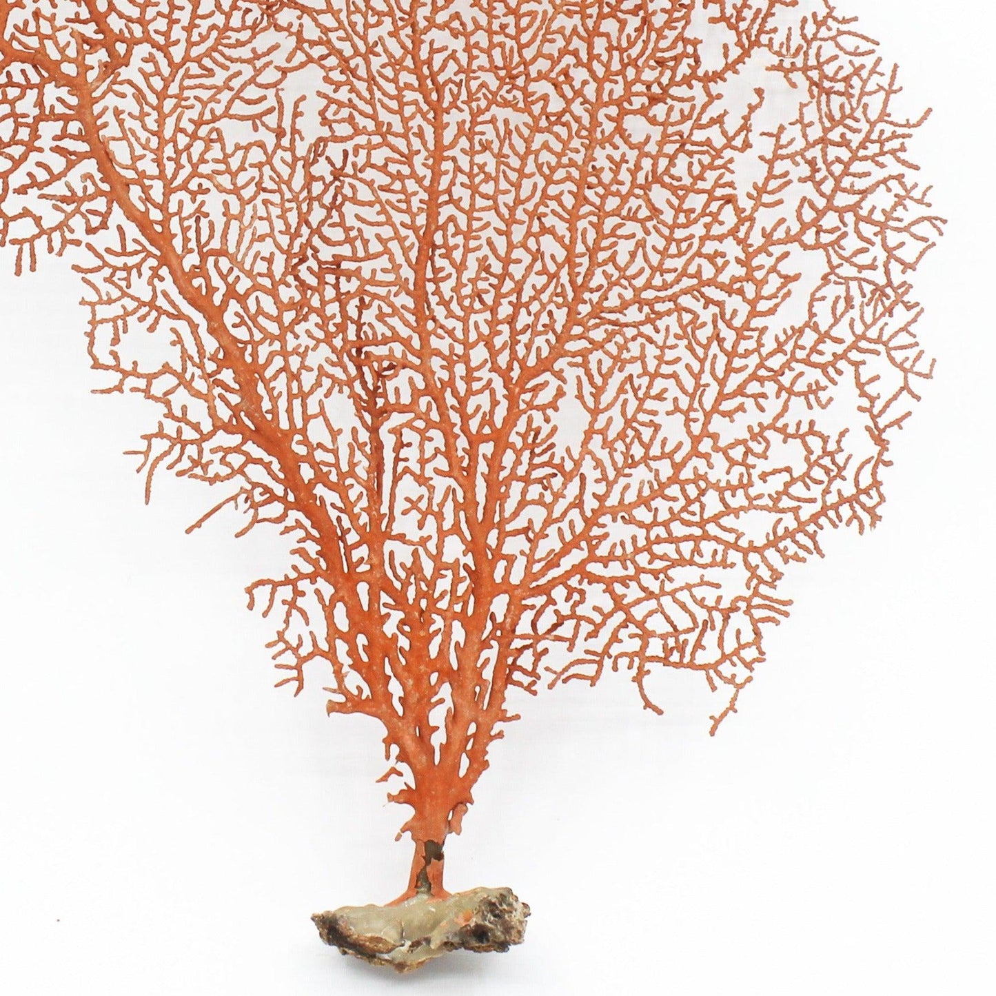 Red Seafan 7-10"