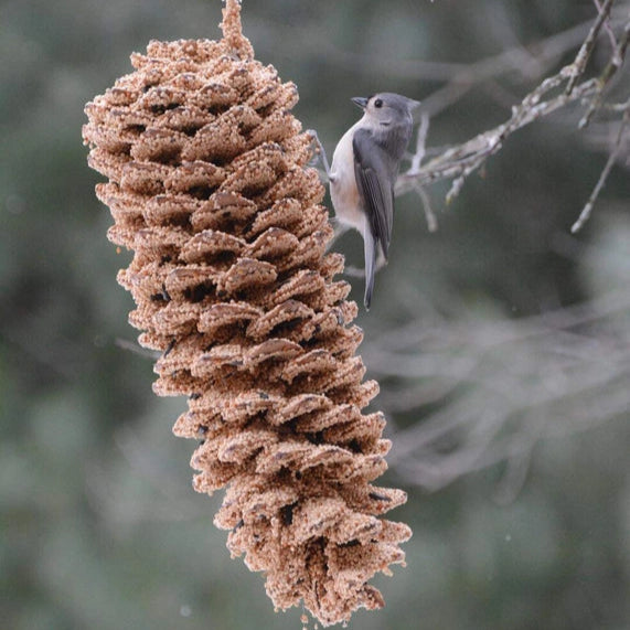Giant Pine Cone