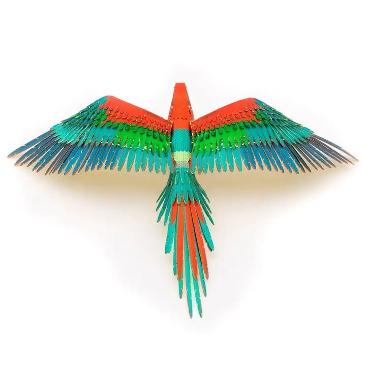 Macaw Parrot - Color
