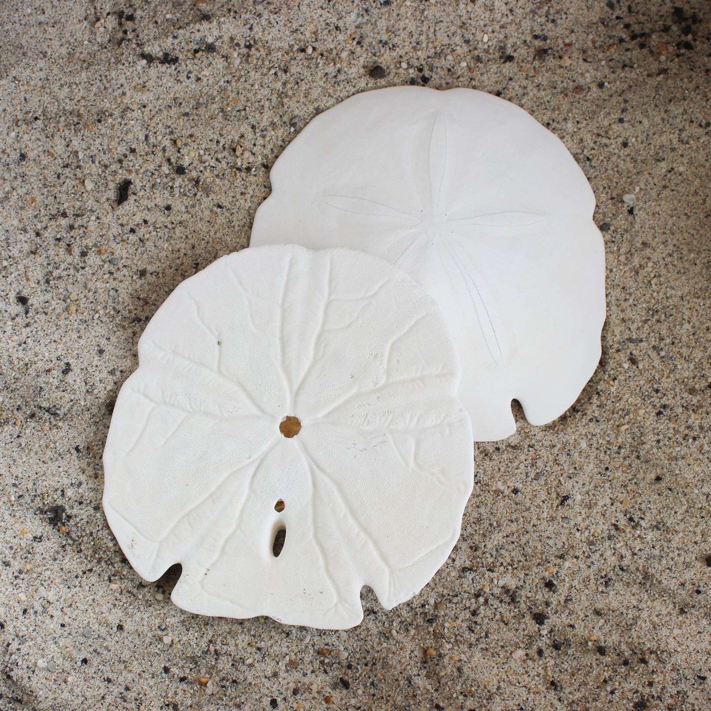 Florida Arrowhead Sandollar