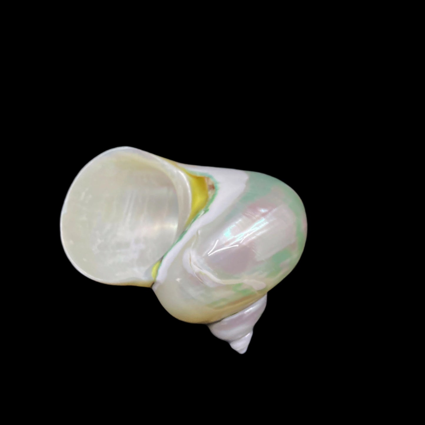 Polished Jade Turbo 3-3.5"