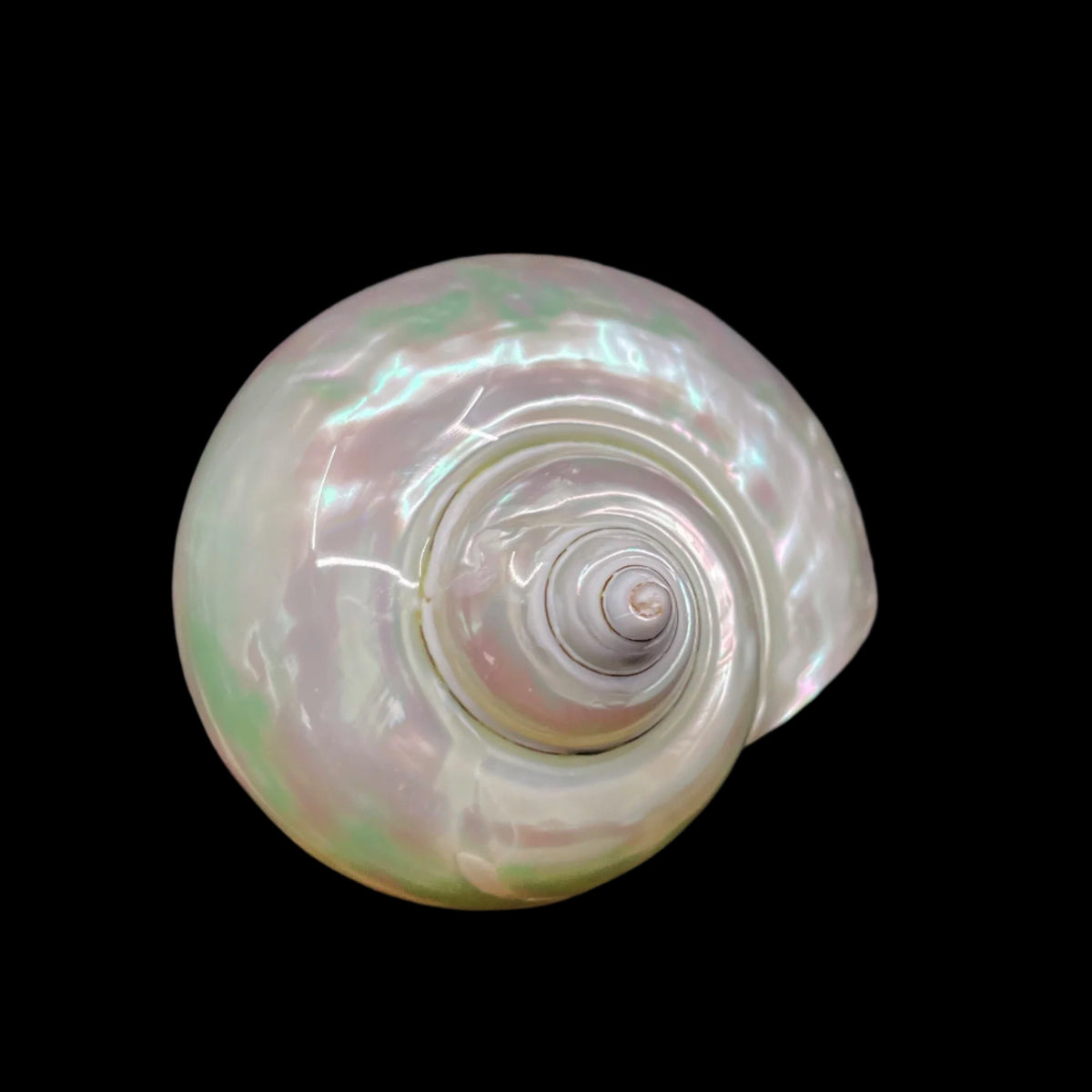 Polished Jade Turbo 2.5-3.5"