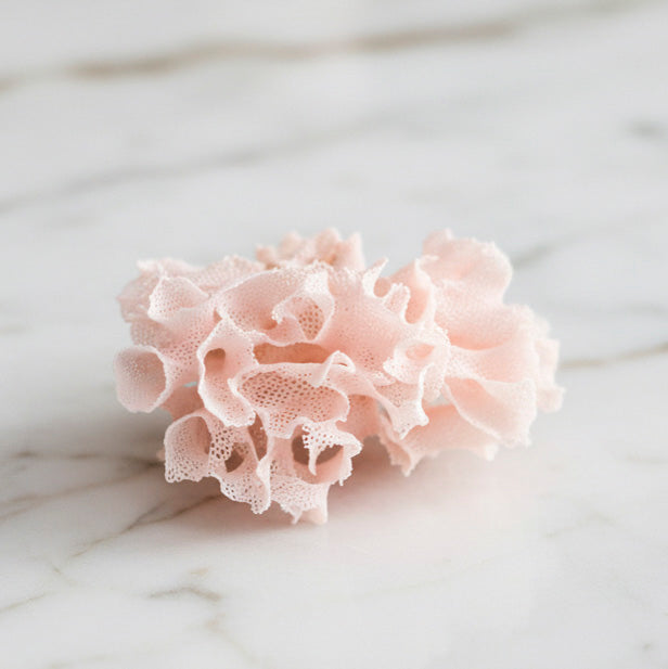 Pink Lace Bryozoan