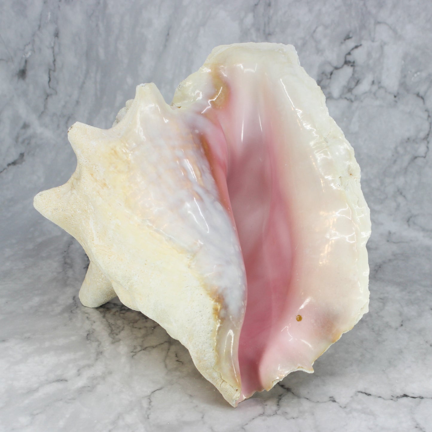 Pink Conch