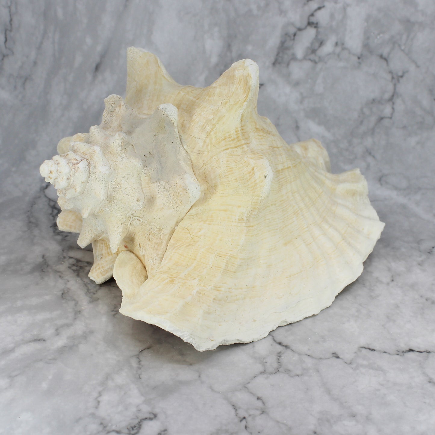 Pink Conch