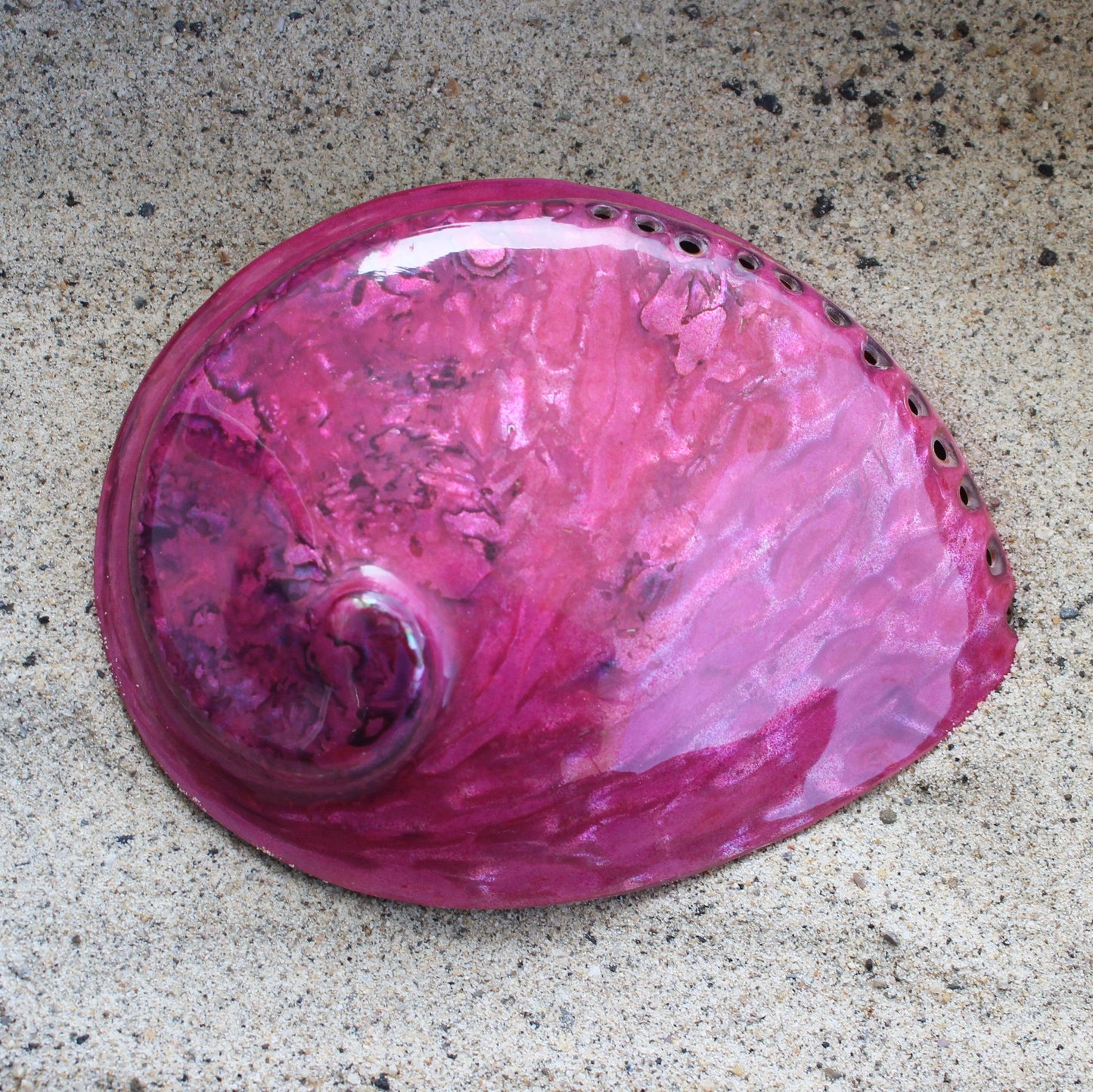 Midas Abalone Polished