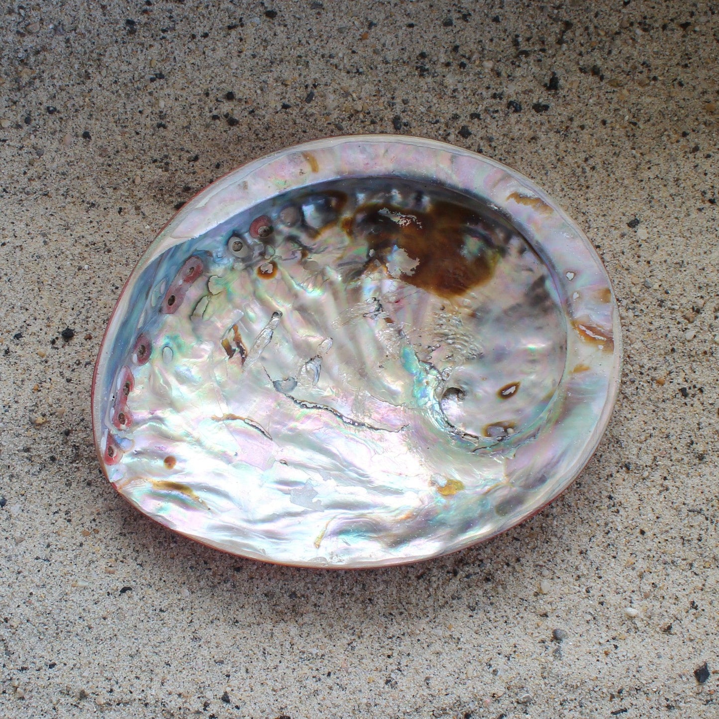 Midas Abalone Polished