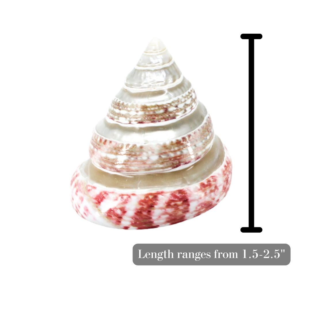 Strawberry Top Banded 1.5-2.5"