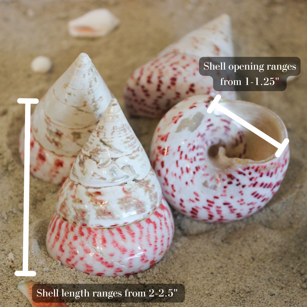 Strawberry Top 2-2.5"