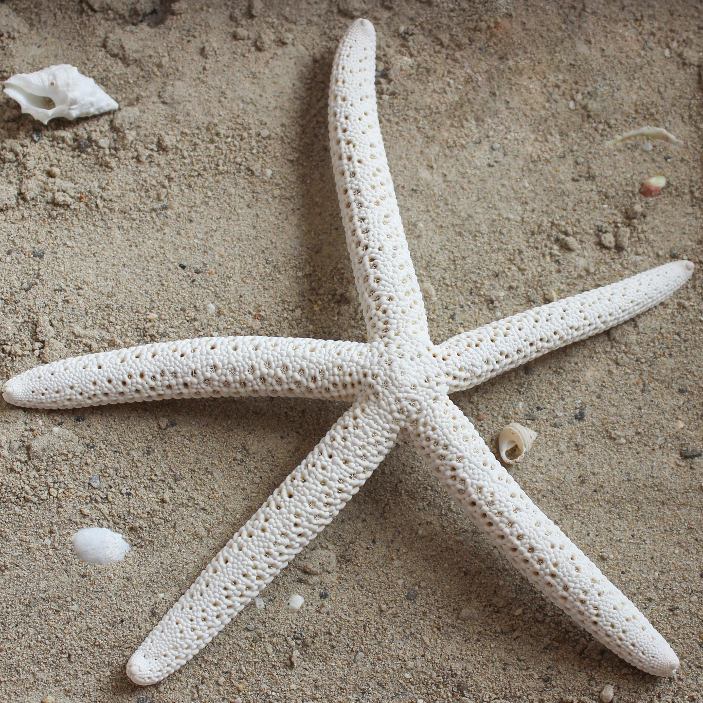 White Linkia Star