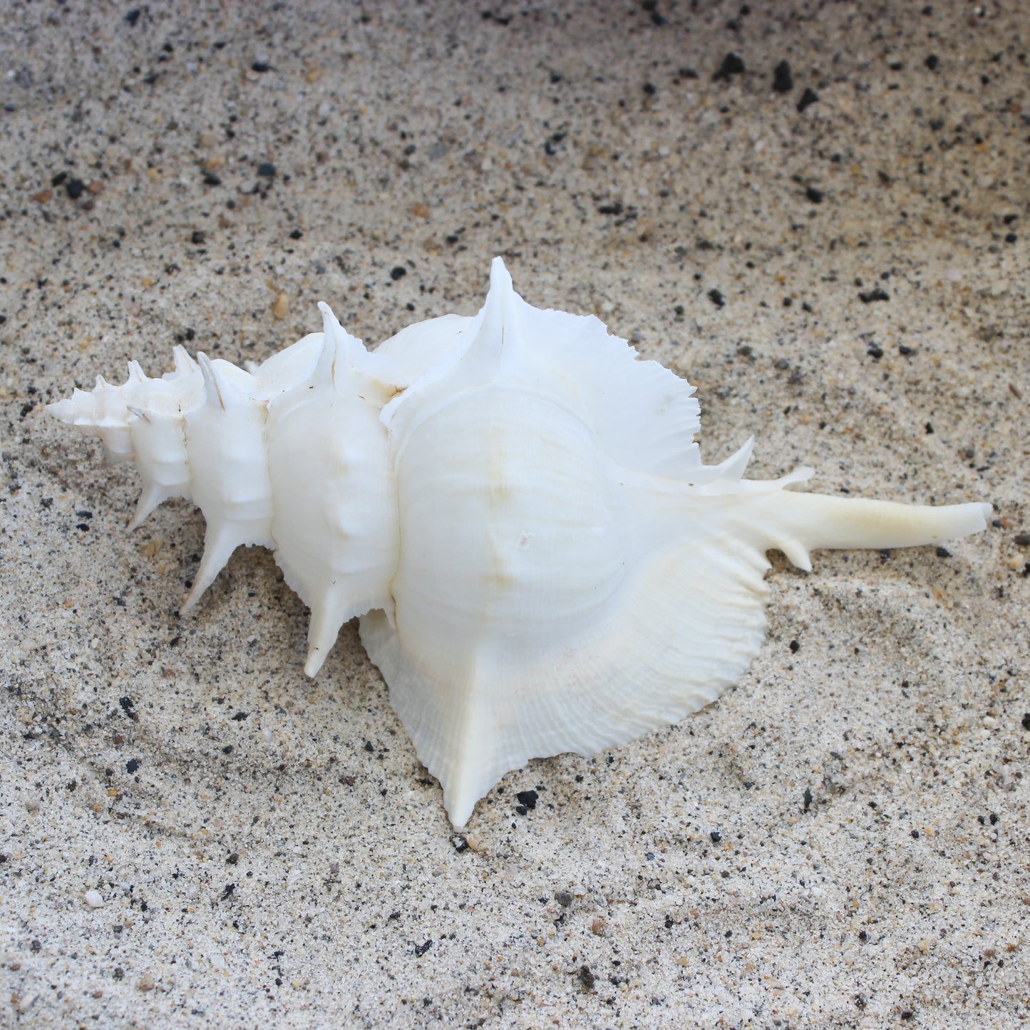 White Alabaster Murex 5-5.5"