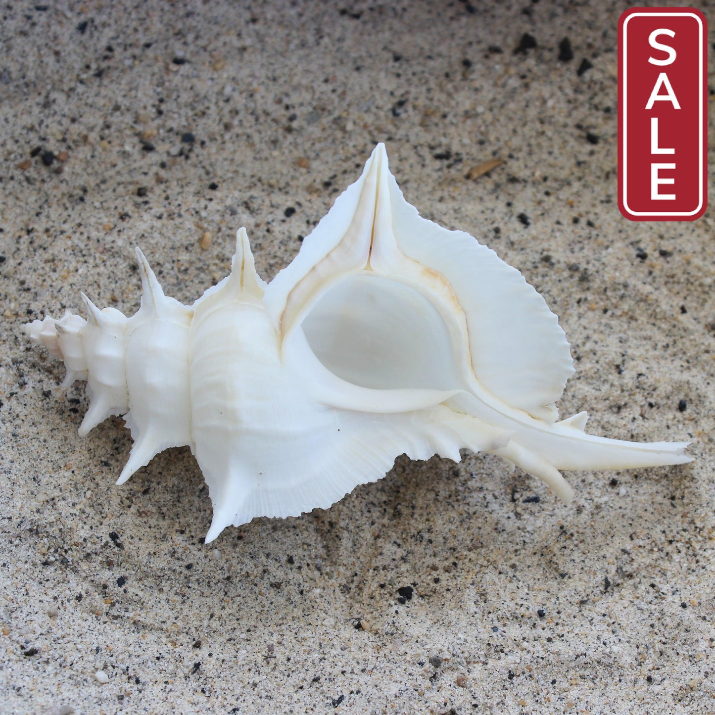 White Alabaster Murex 5-5.5"