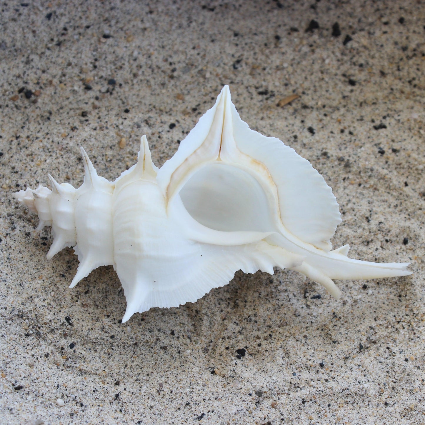 White Alabaster Murex 5-5.5"