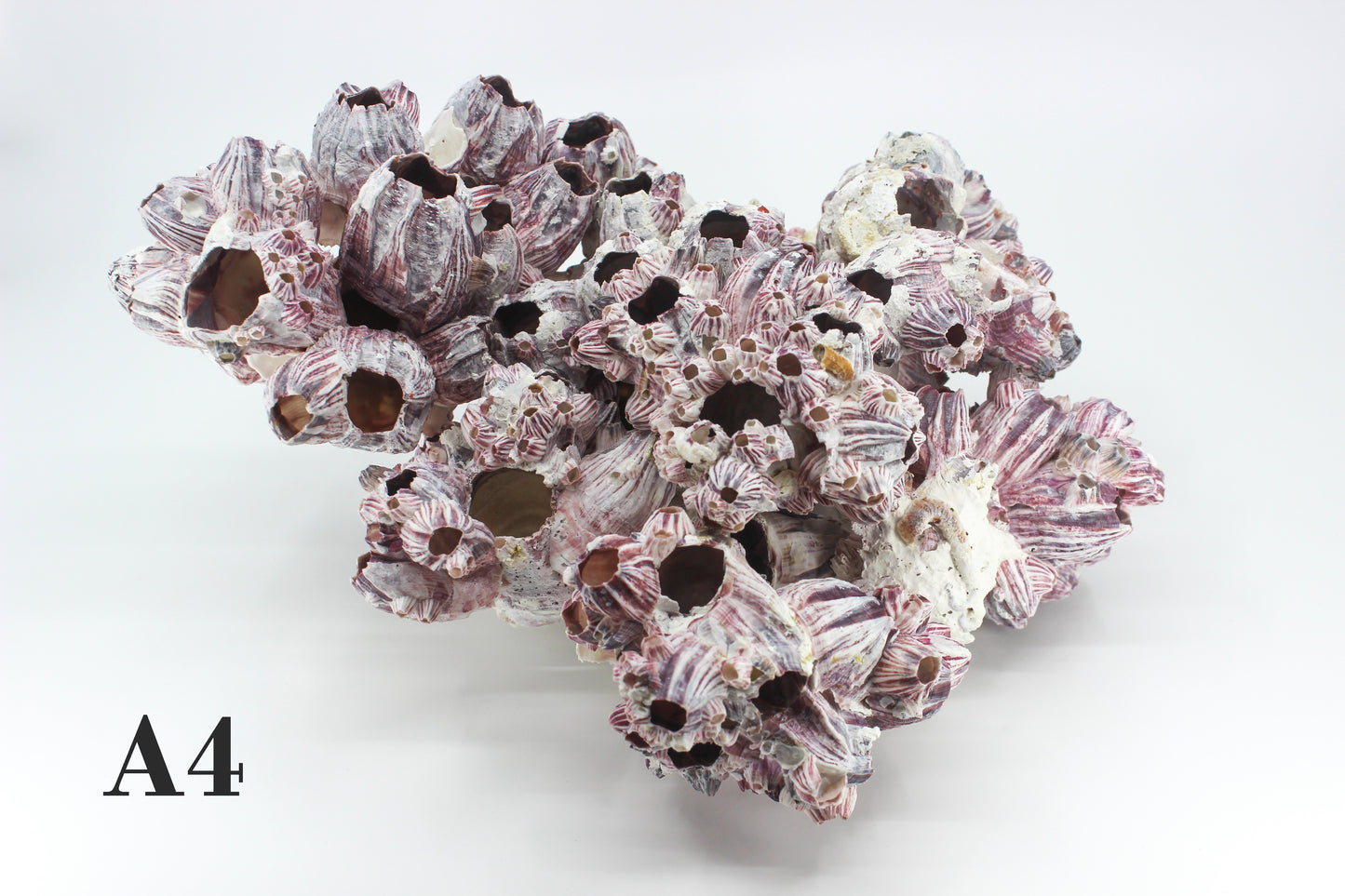 Barnacles 10-12"
