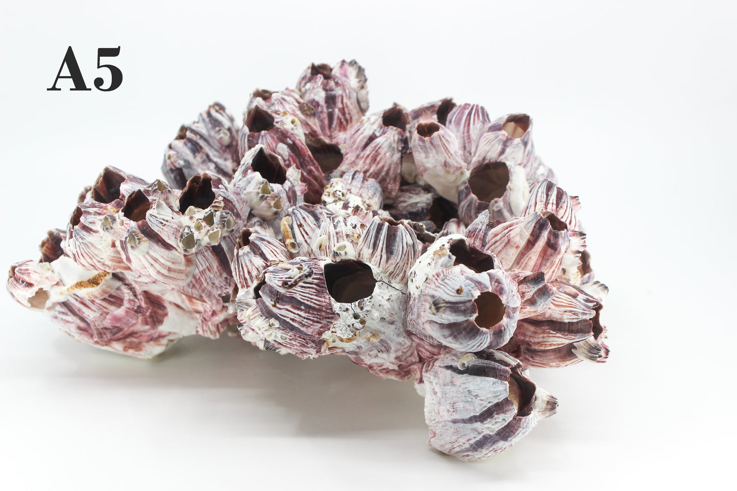 Barnacles 10-12"