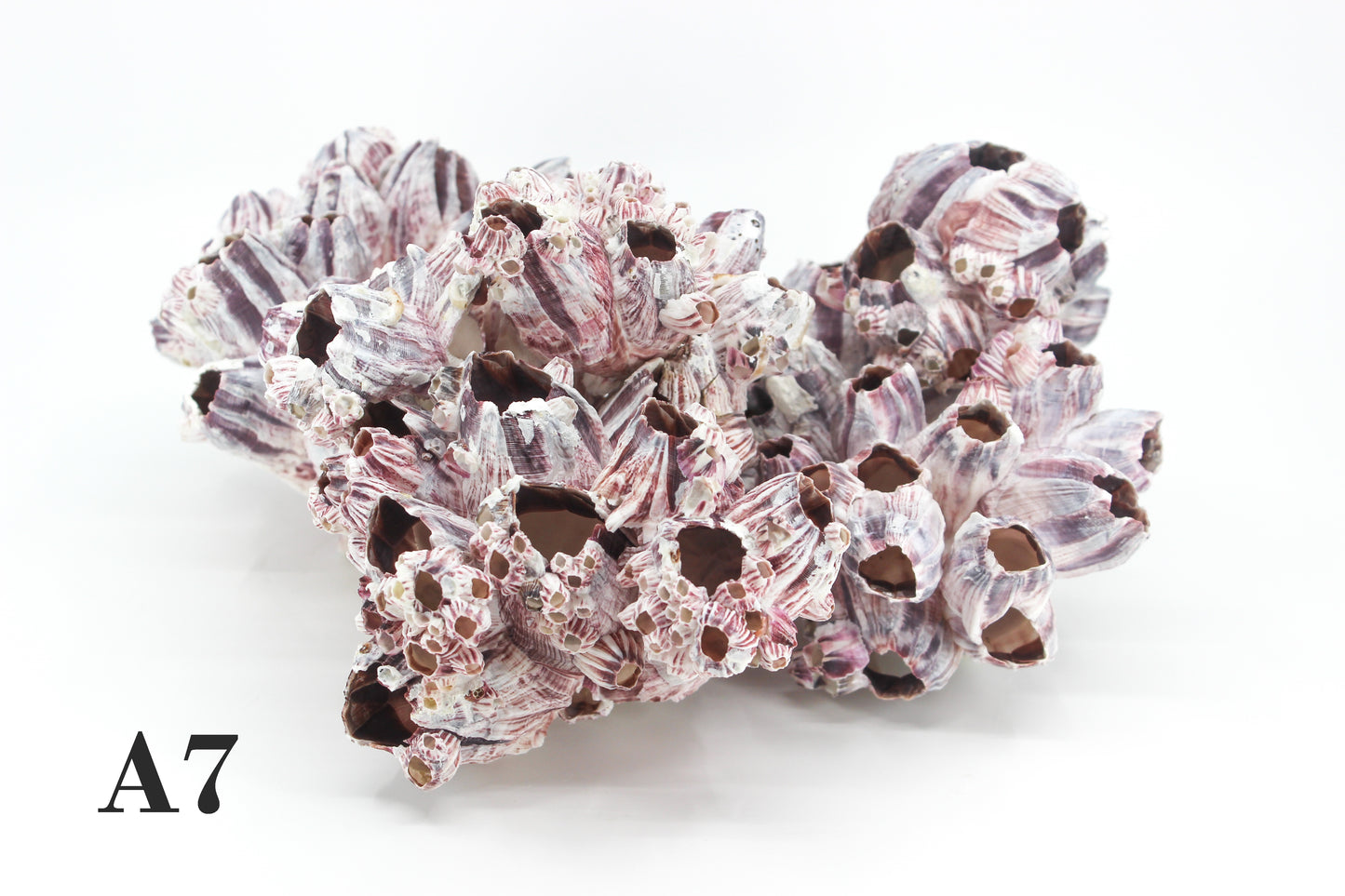 Barnacles 10-12"