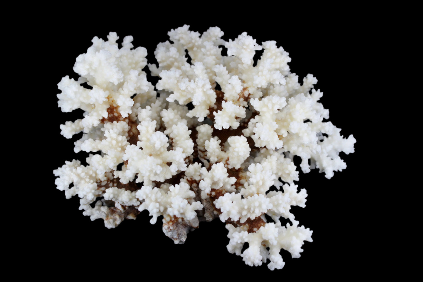 Brownstem Coral 10-12"