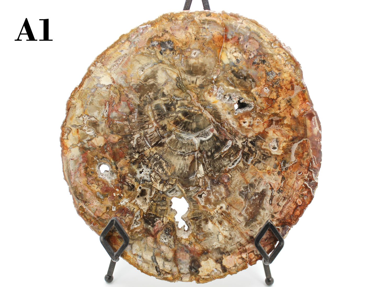 Petrified Wood Slabs 10-12"