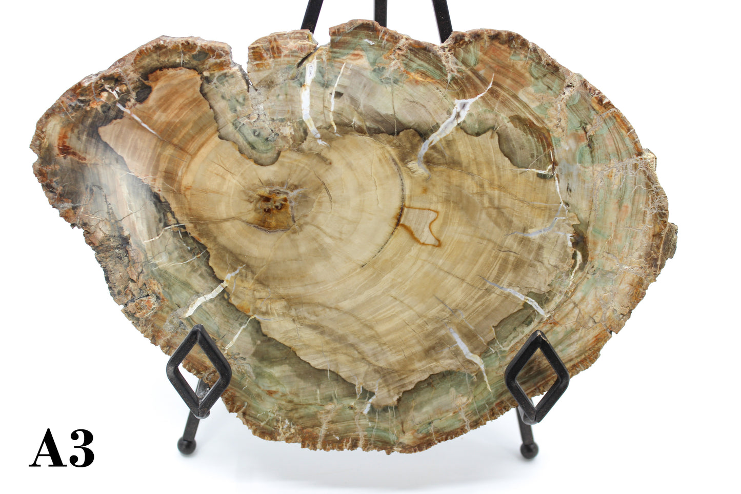 Petrified Wood Slabs 10-12"