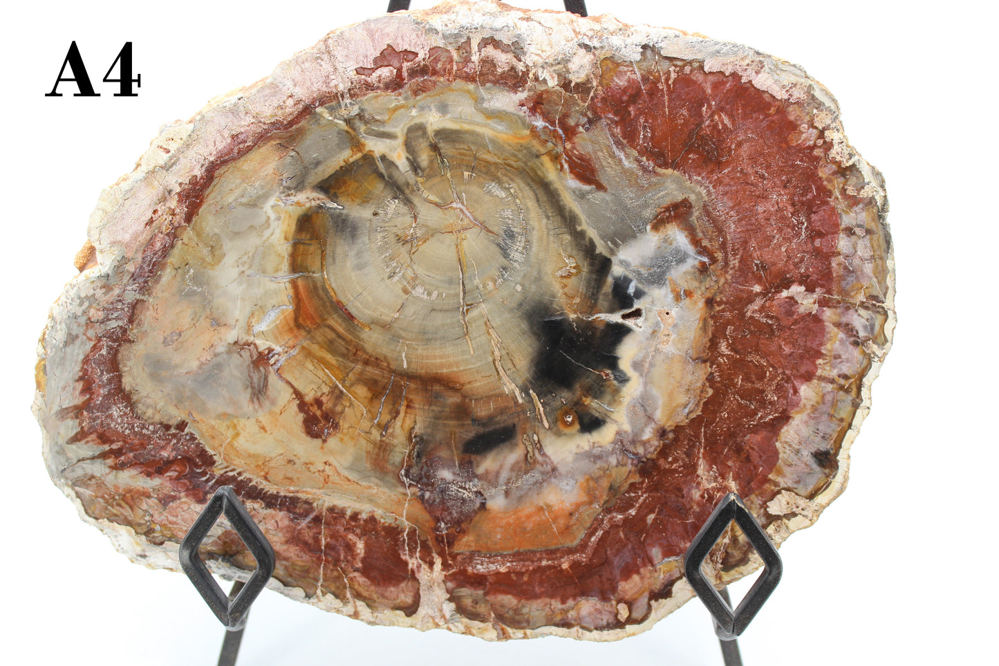 Petrified Wood Slabs 10-12"