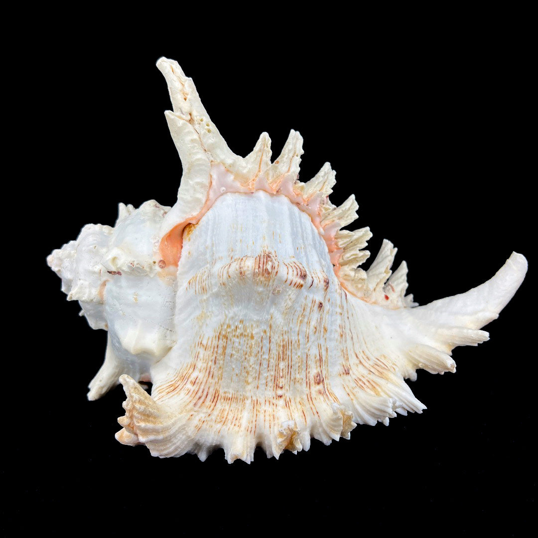 Alabaster Murex 8-10"