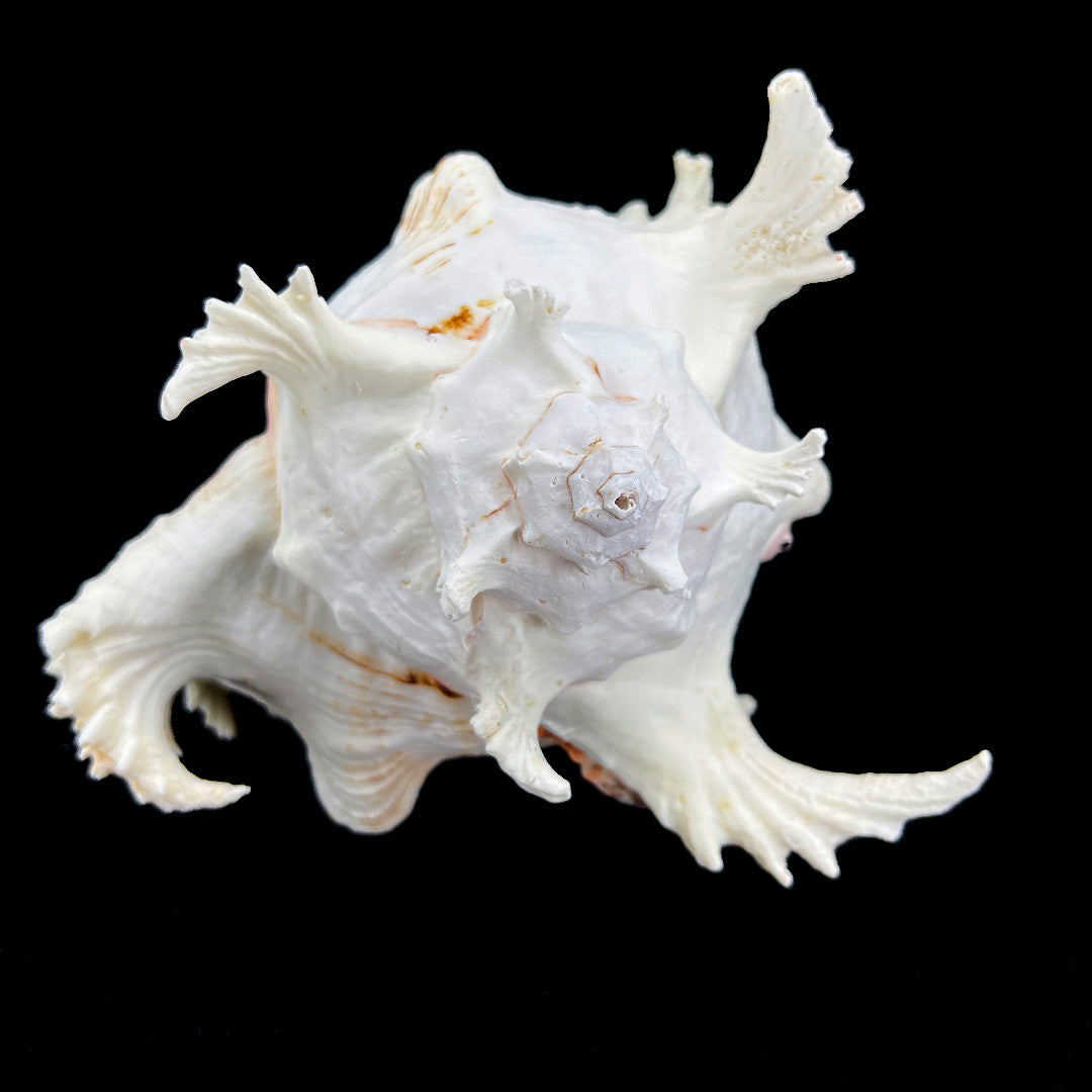 Alabaster Murex 8-10"
