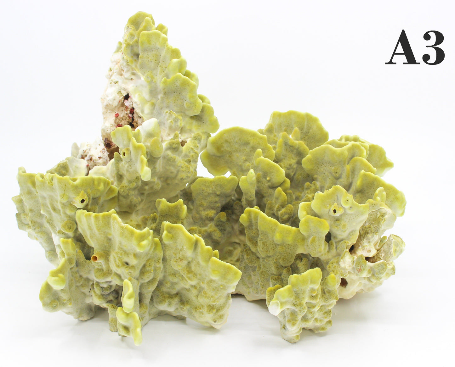 Fire Slab Coral 12-14"