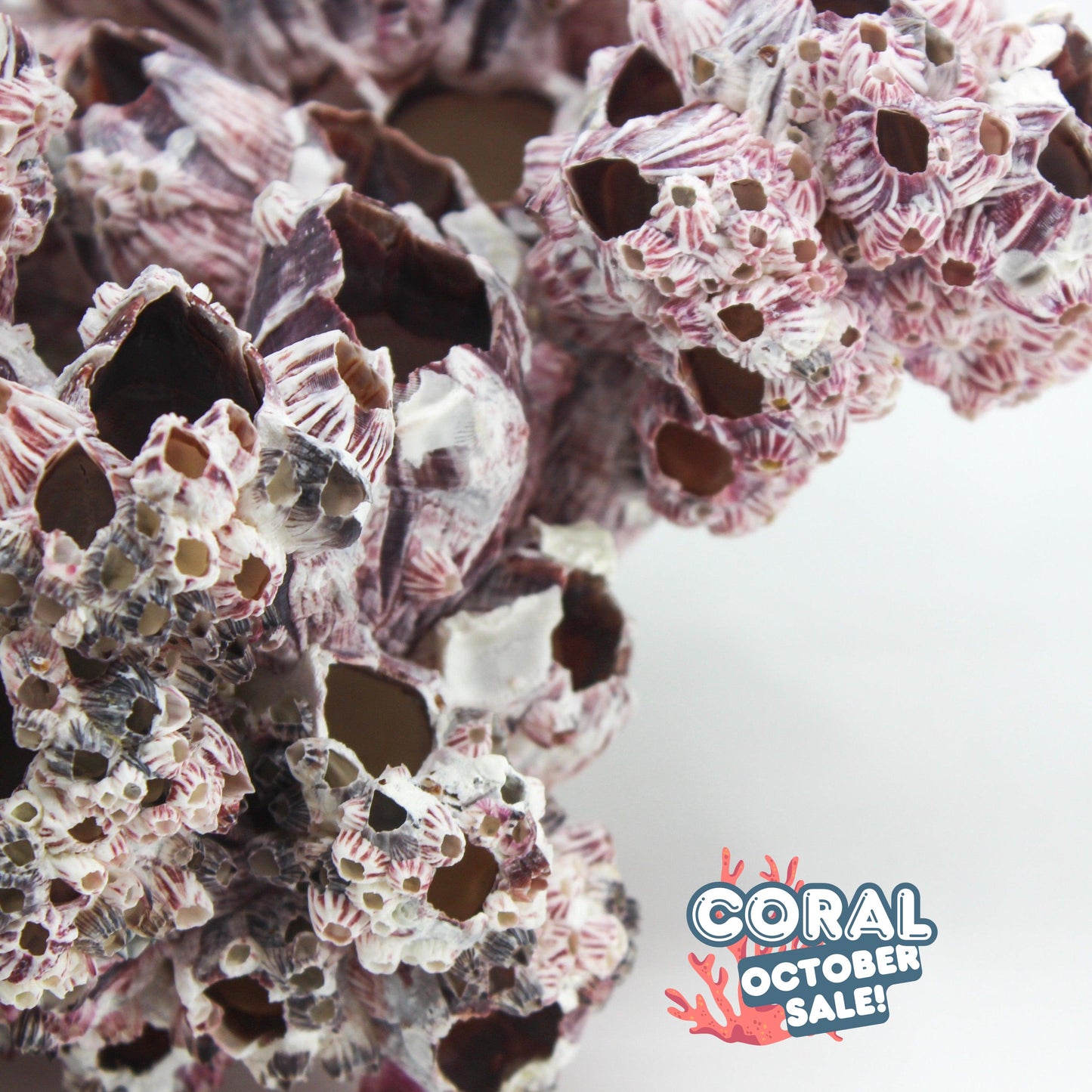Barnacles 12-15"