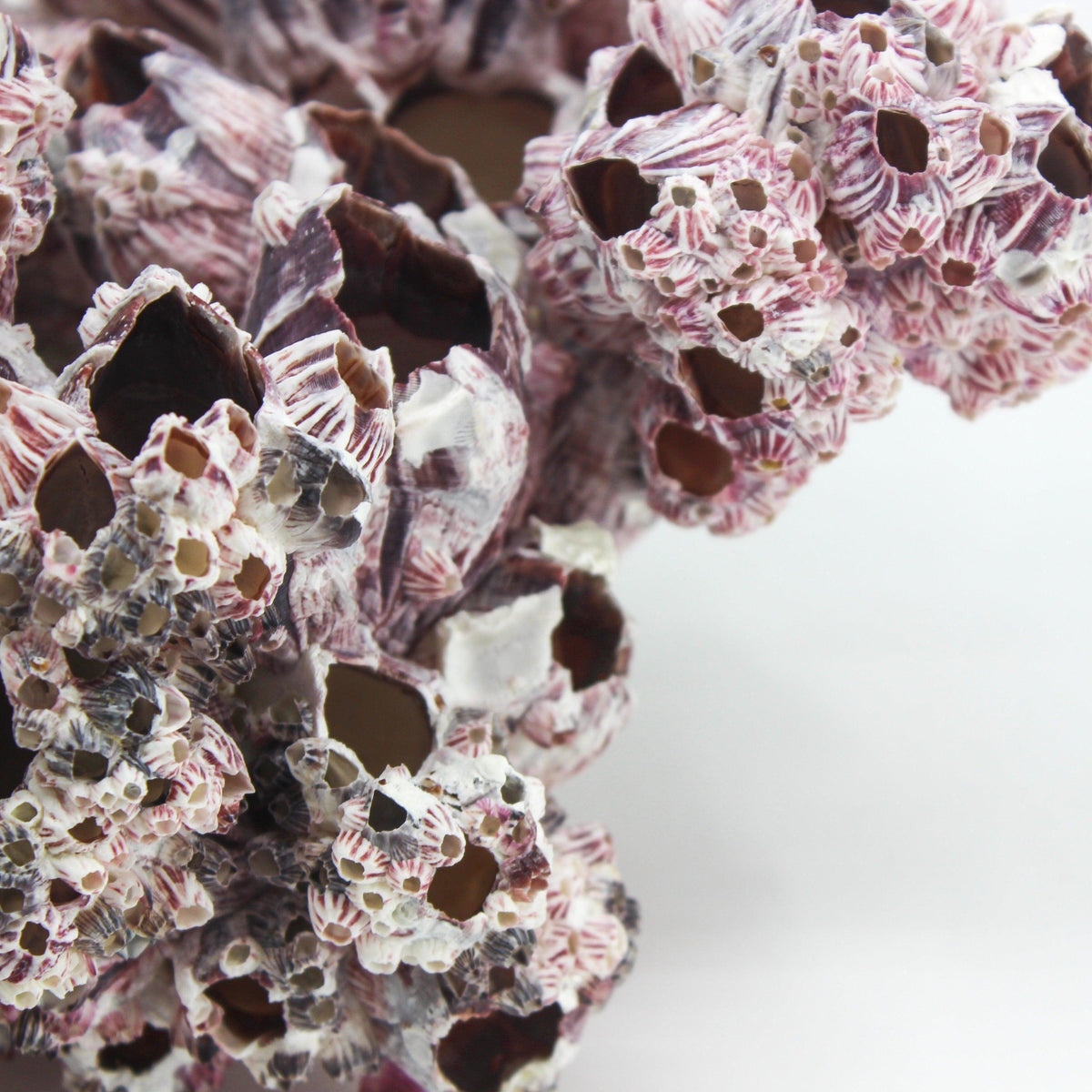 Barnacles 12-14"
