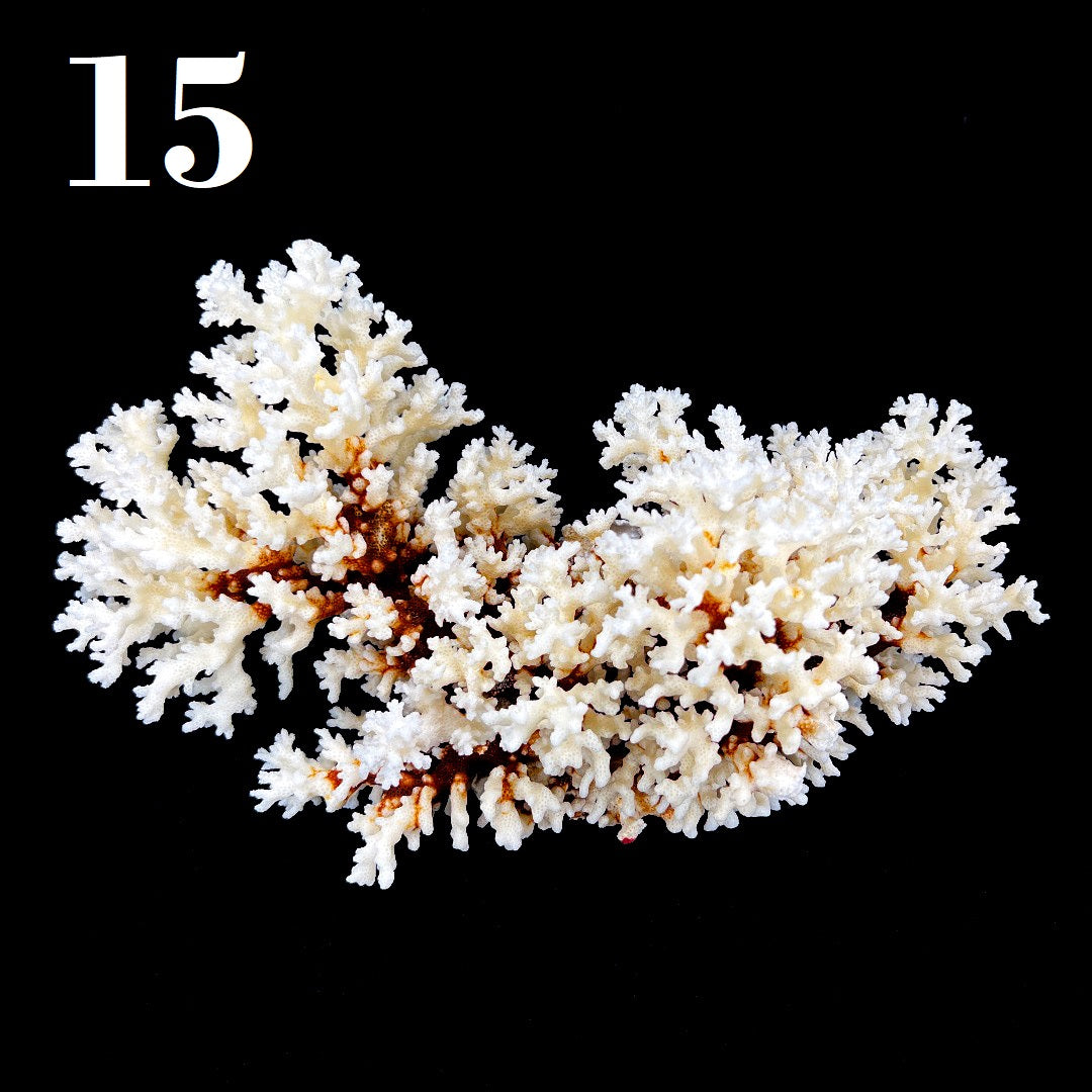 Brownstem Coral 12-14"