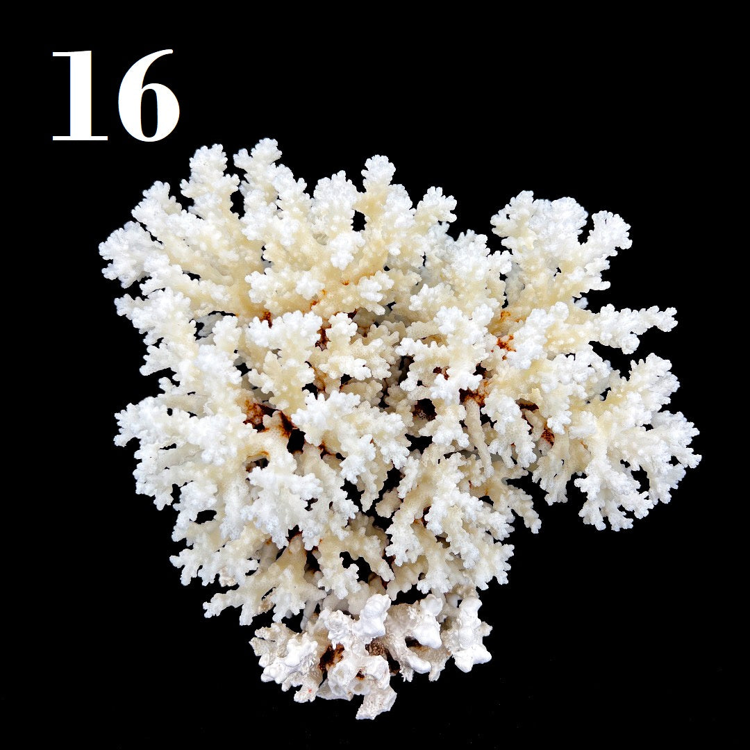 Brownstem Coral 12-14"