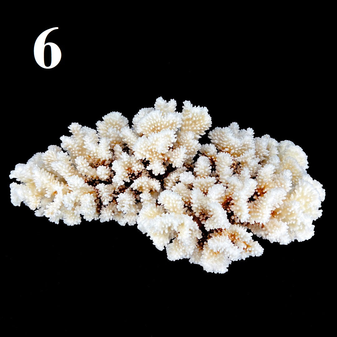 Brownstem Coral 12-14"