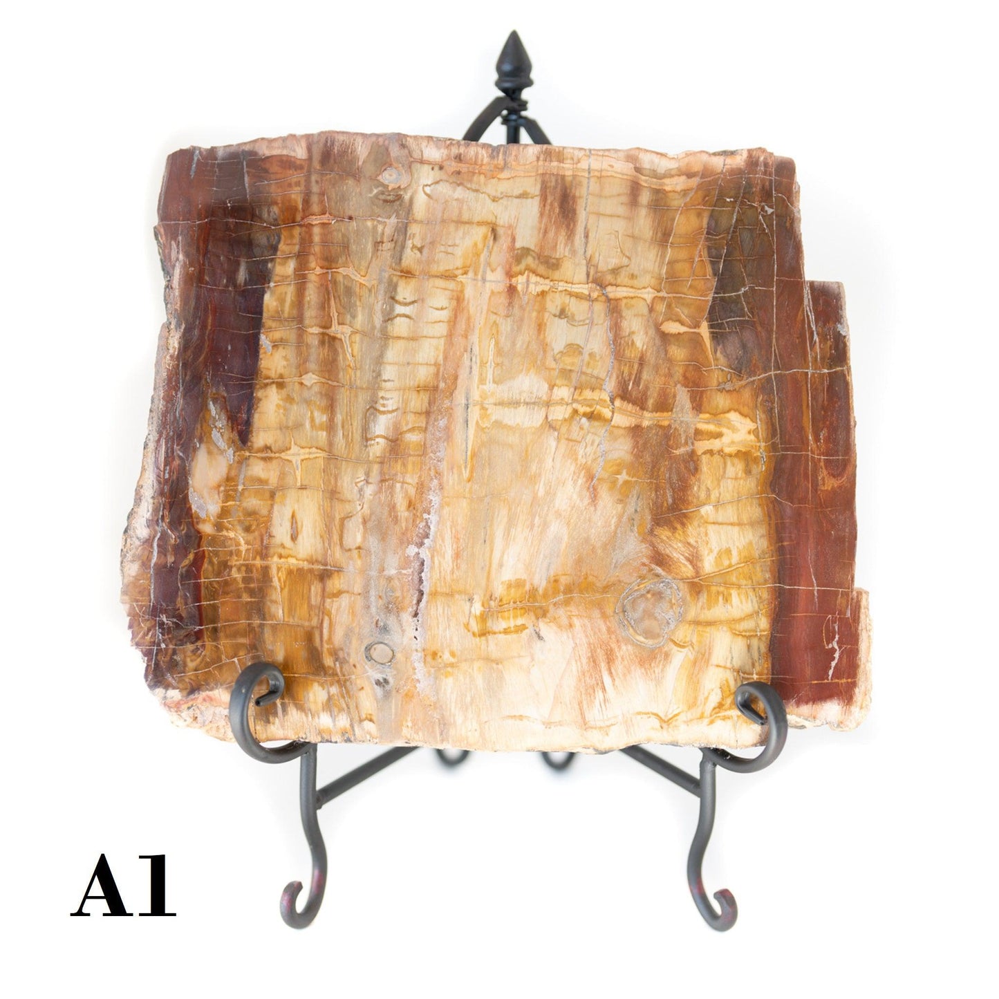 Petrified Wood Slabs 12-15"