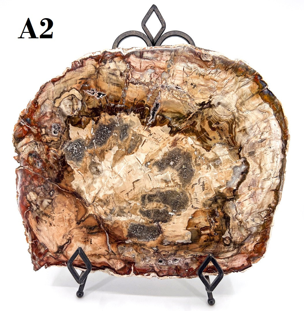 Petrified Wood Slabs 12-15"