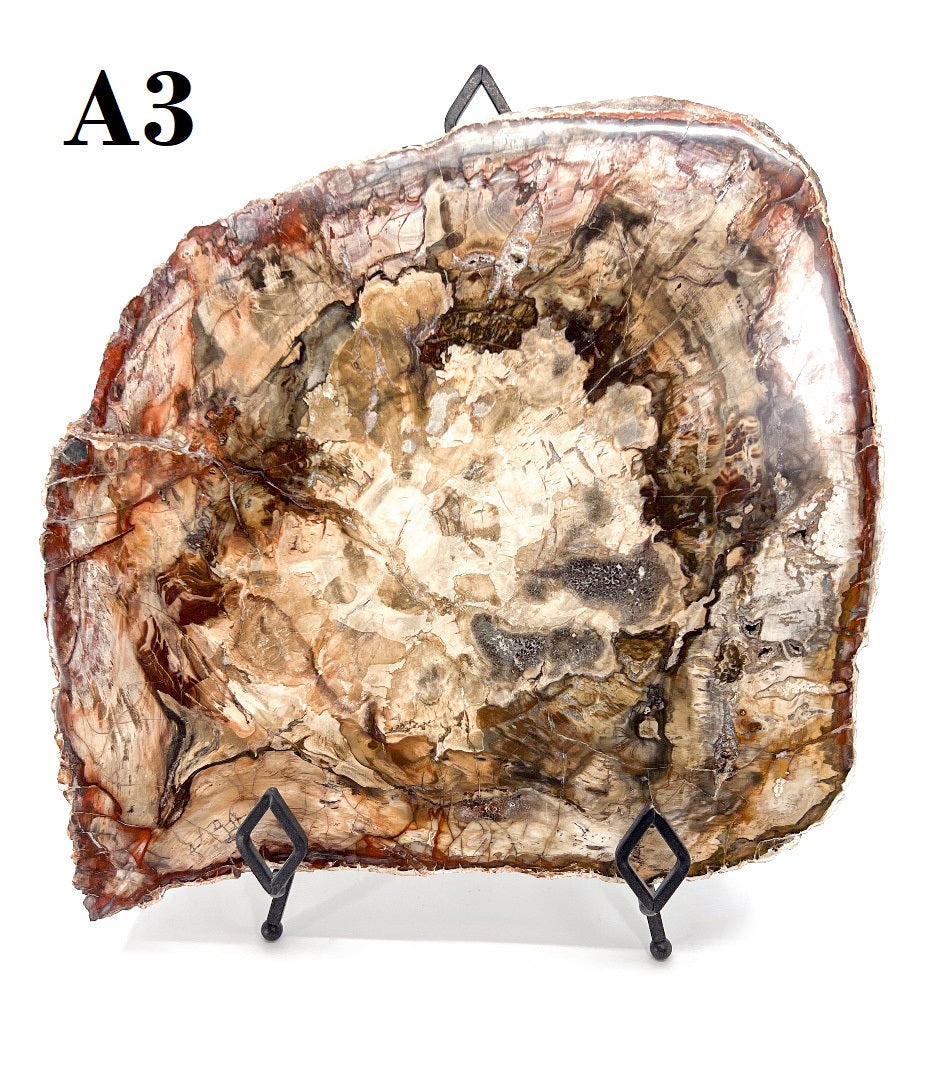 Petrified Wood Slabs 12-15"