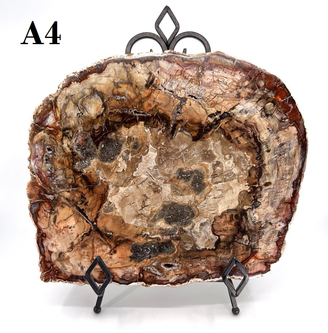 Petrified Wood Slabs 12-15"