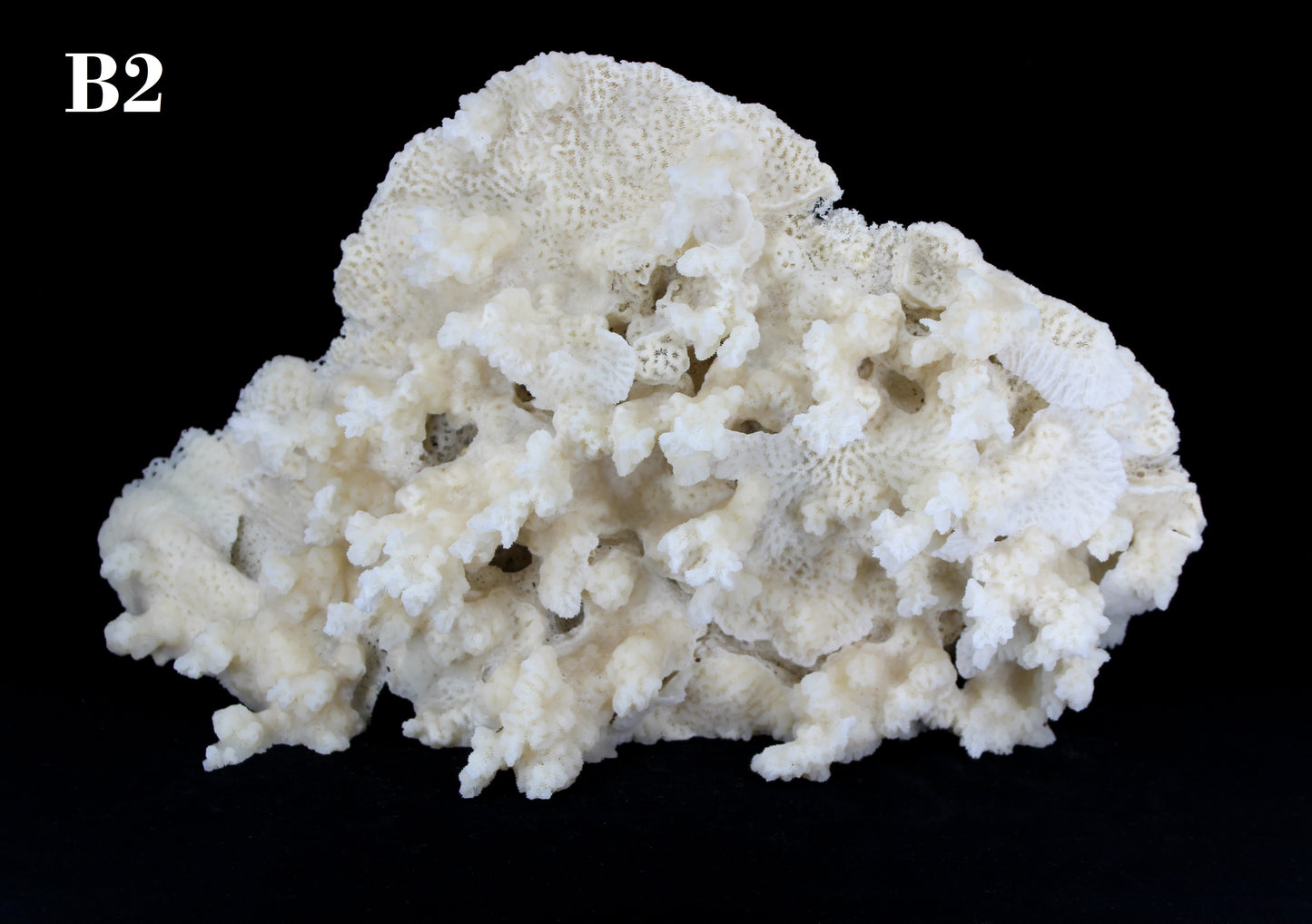 Merulina Coral 14-16"