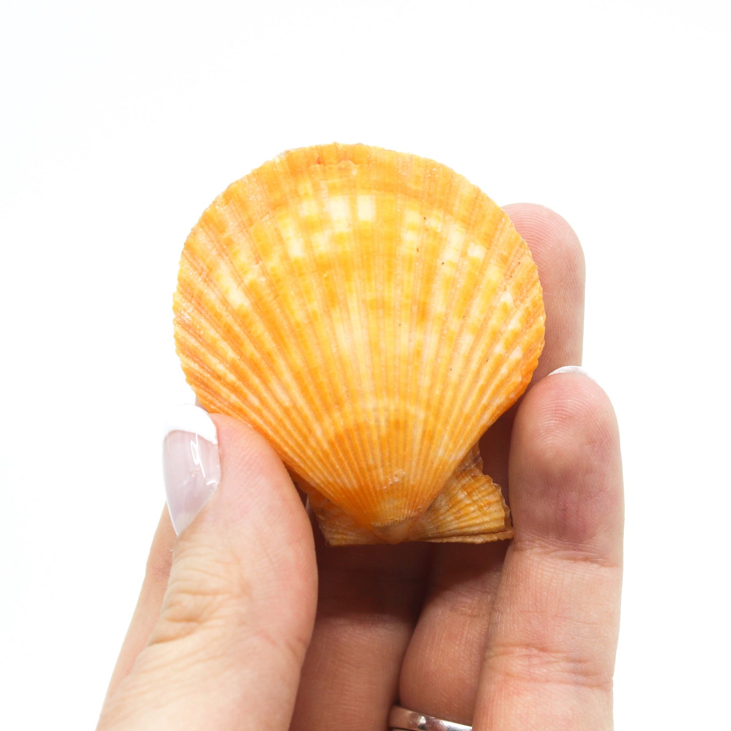 Noble Pecten