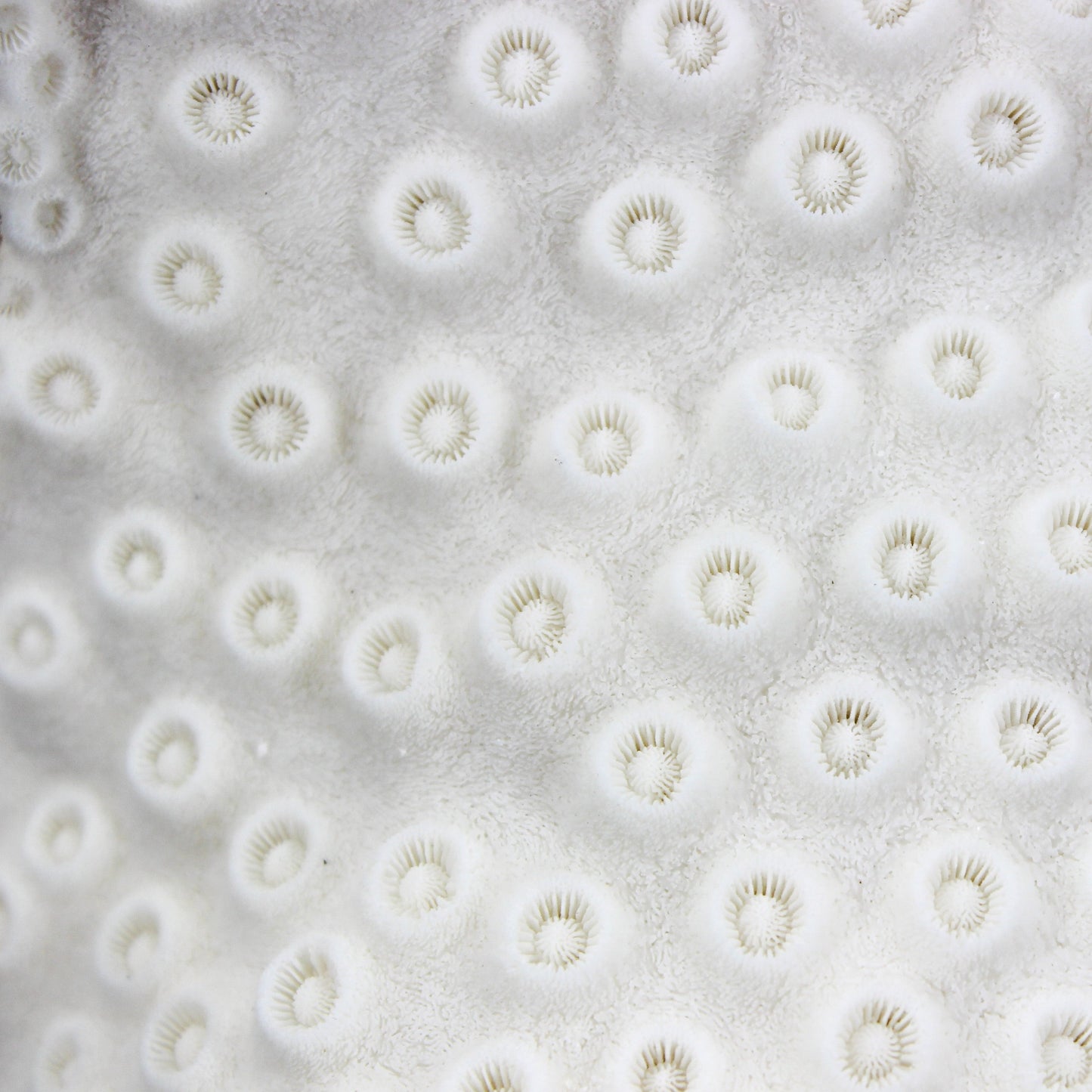 Cup Black Coral 7-10"