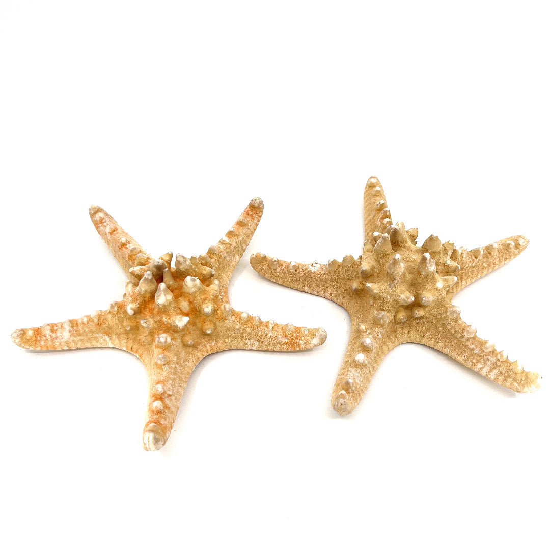 7-8" Natural Nobby Star