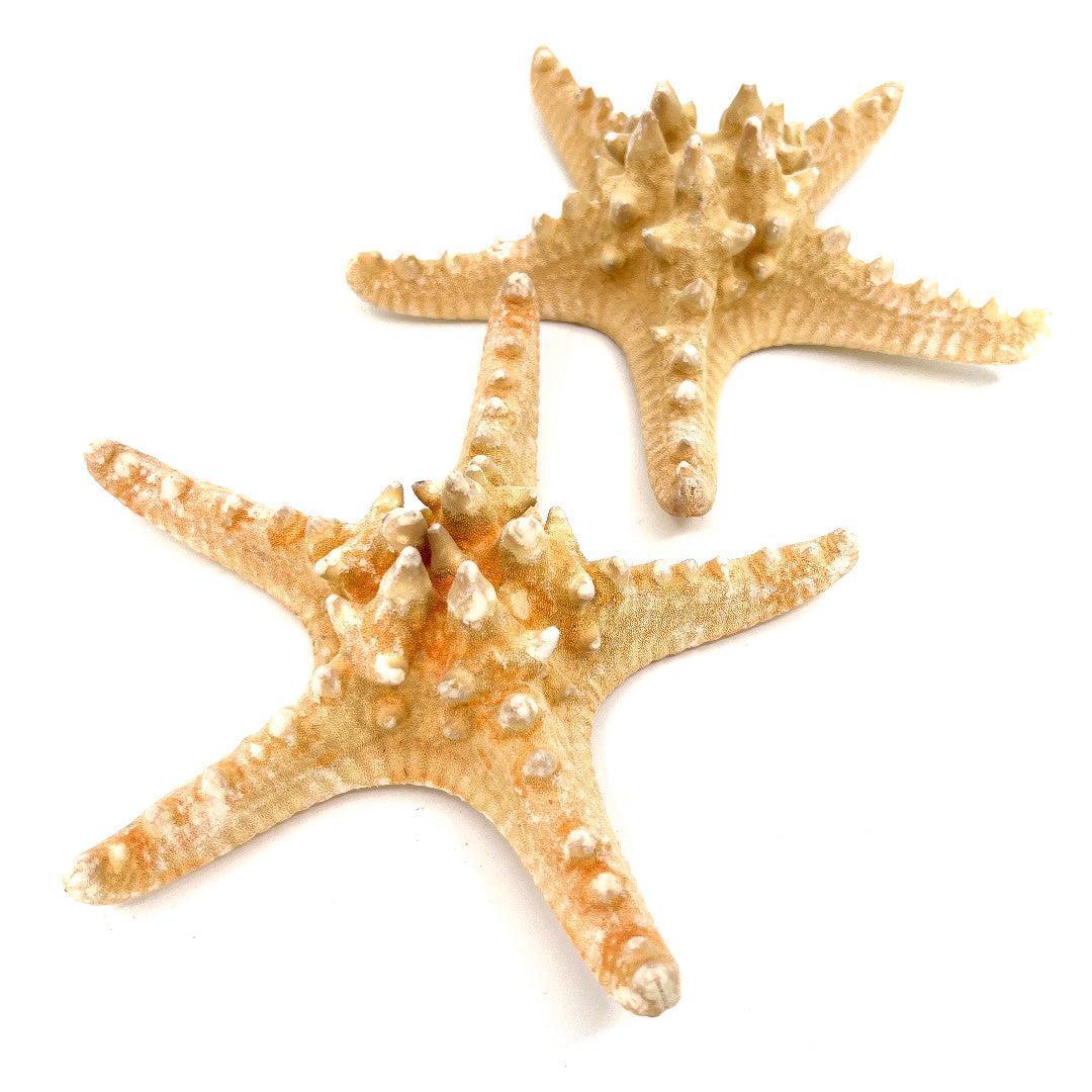 7-8" Natural Nobby Star