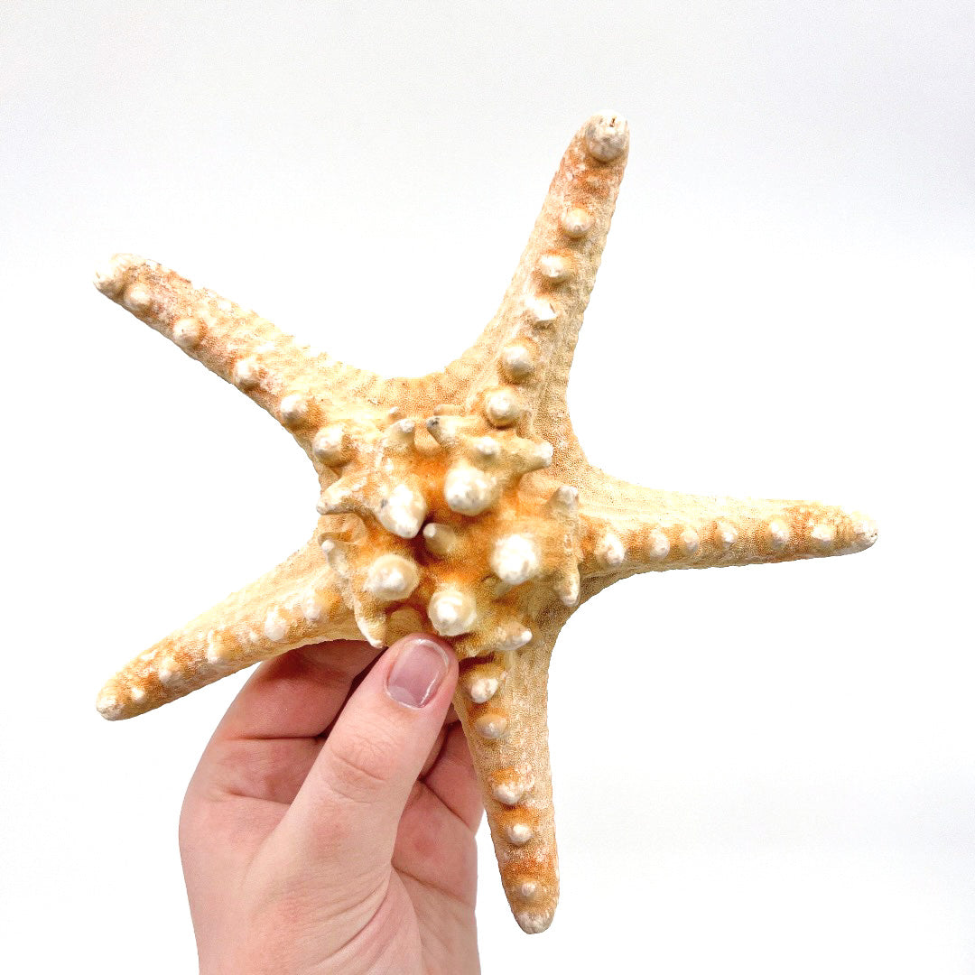 7-8" Natural Nobby Star