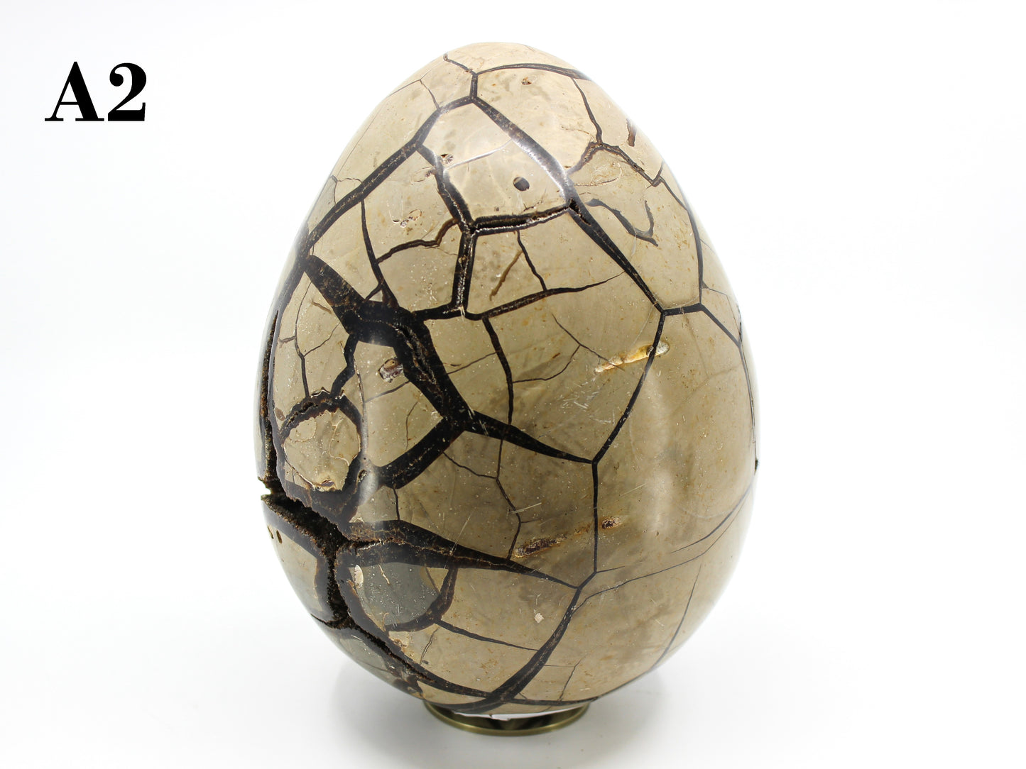 Septarian Dragon Egg 8-10"
