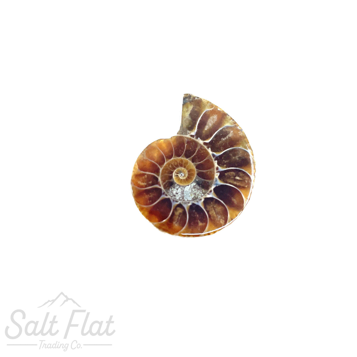 Friendship Fossils