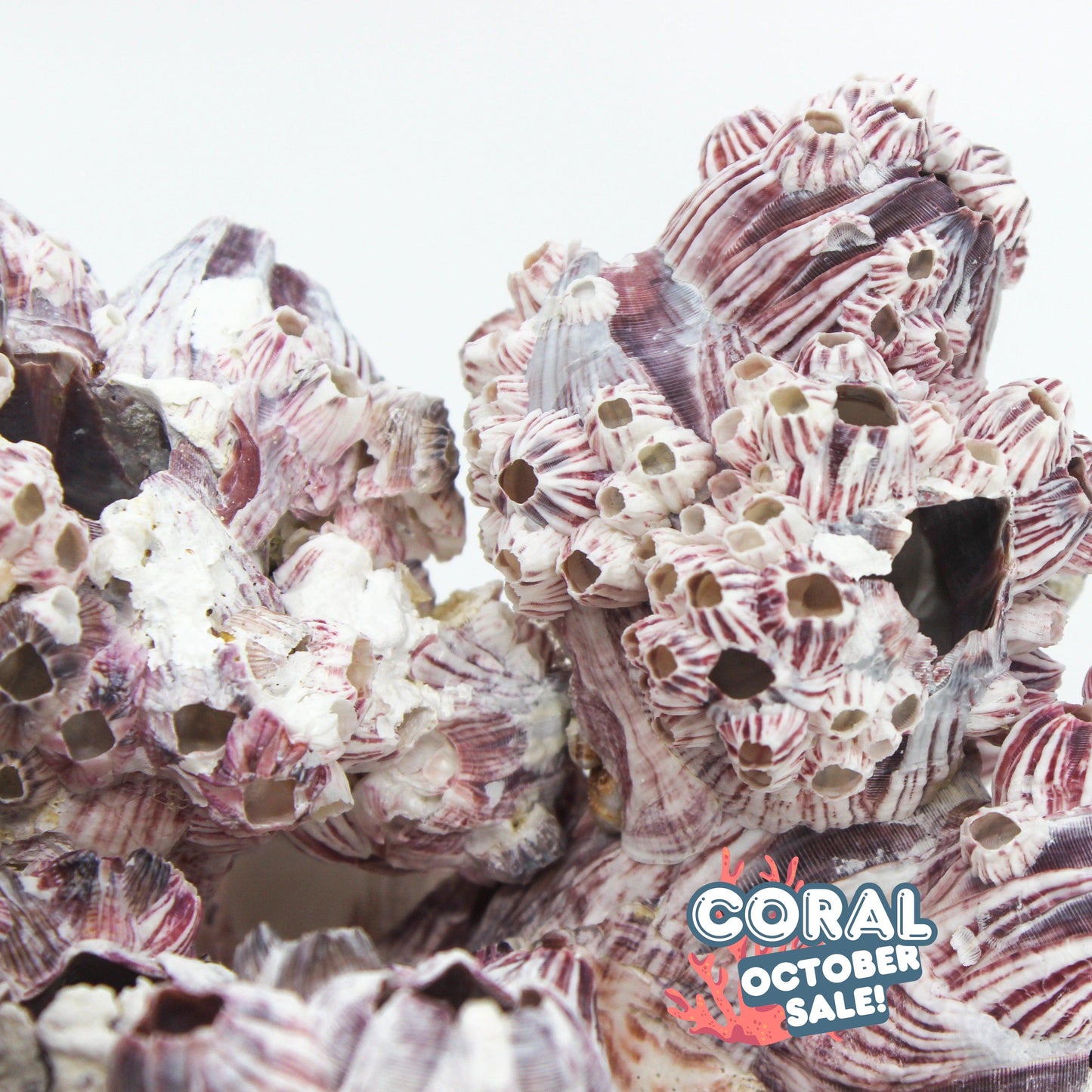 Barnacles 10-12"