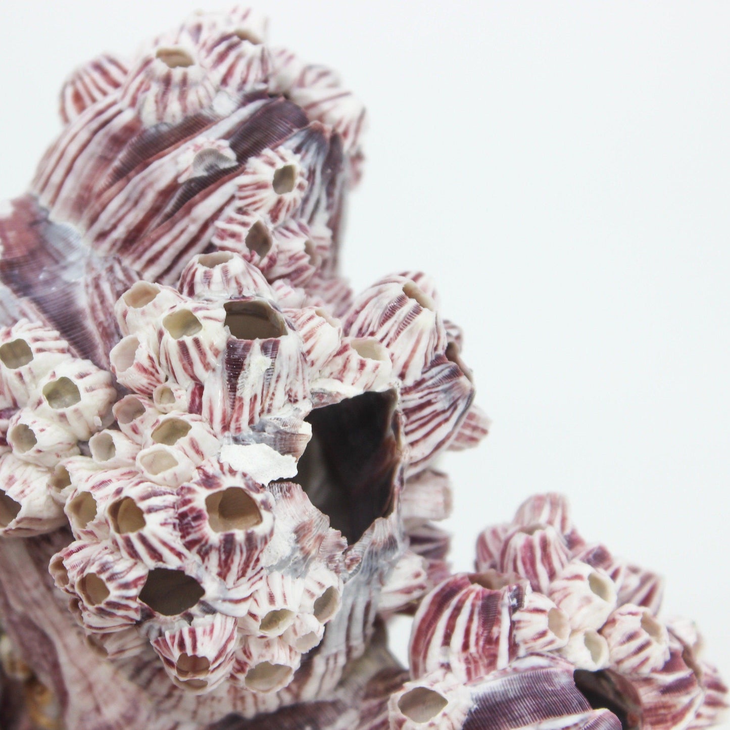 Barnacles 10-12"
