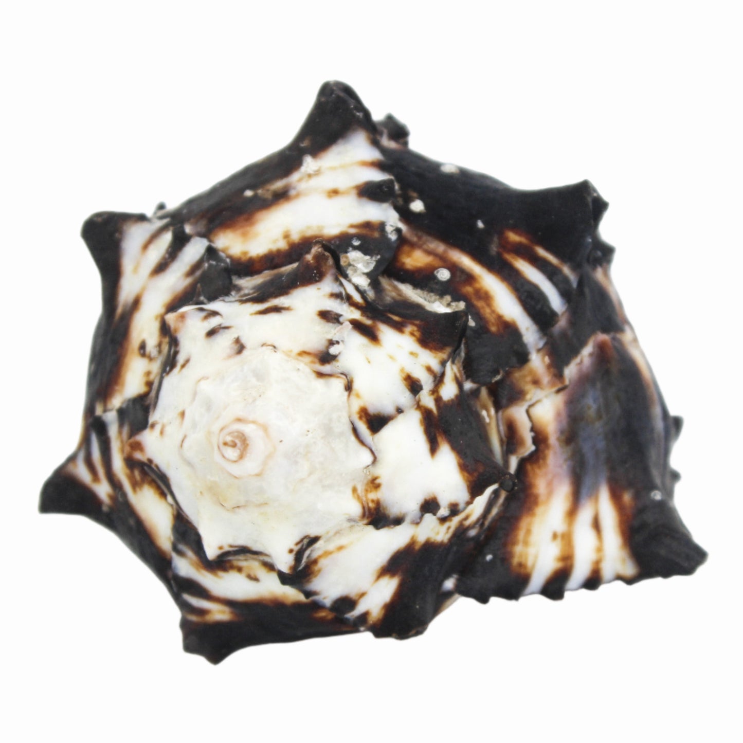 Black Murex 3-4"