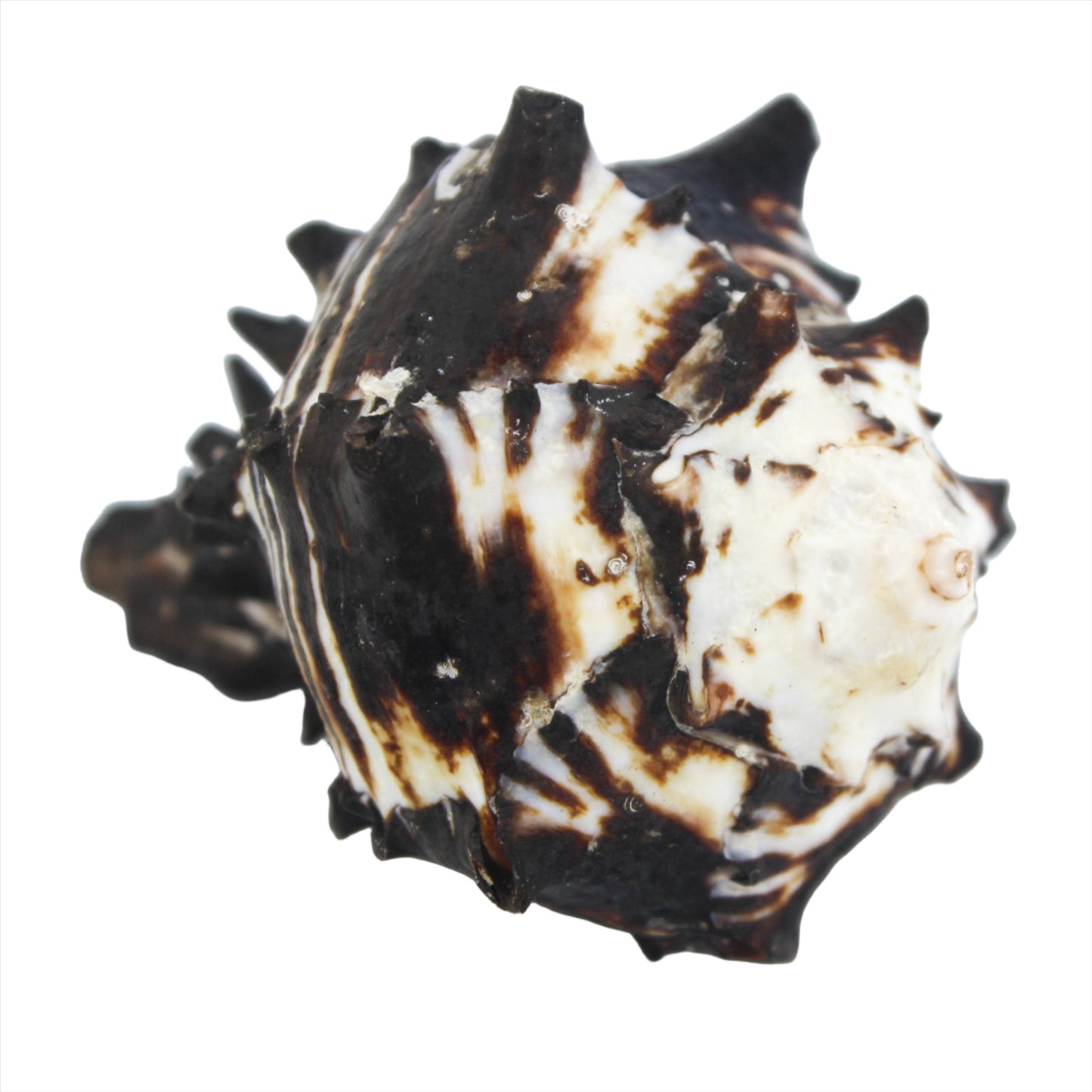 Black Murex 3-4"